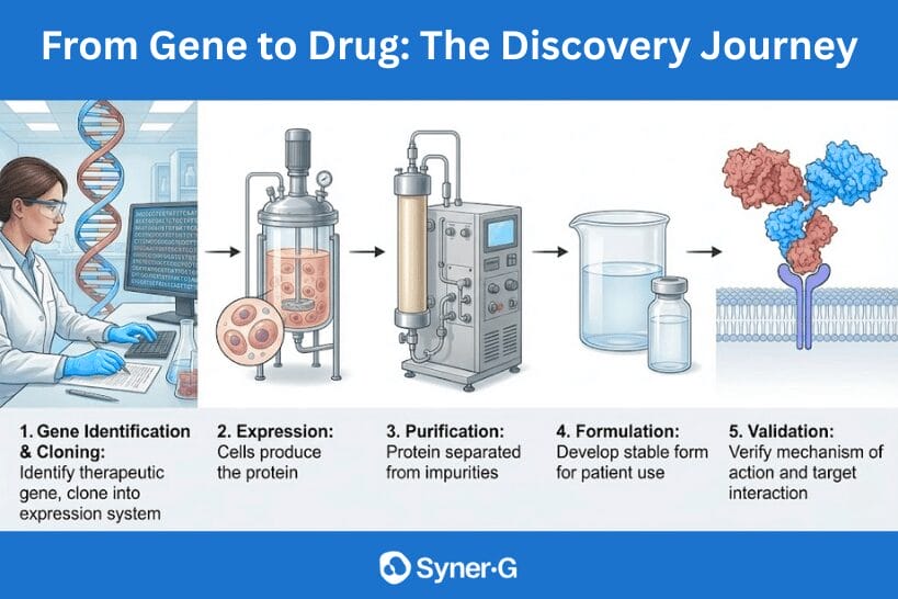 The journey from gene to drug. The Discovery Journey.